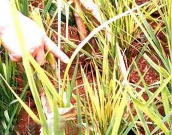 كوتولكی علفی